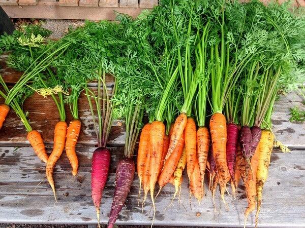 Composting for beginners: how to use a kitchen compost bin - Roots Refillery